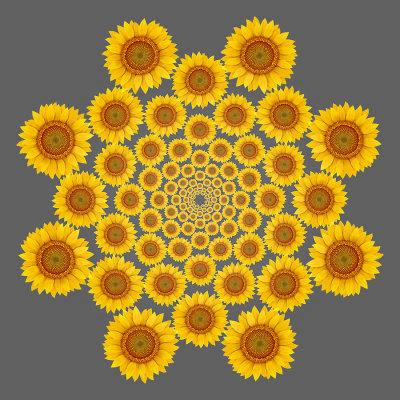 Spiral arrangement created with a picture of a sunflower