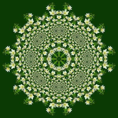 Evolved kaleidoscope created with a wild flower seen in the forest in April