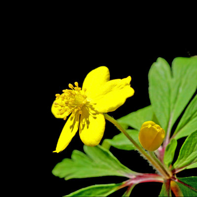 A wild flower seen in the forest in April