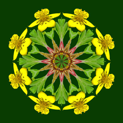 A kaleidoscope created with a wild flower seen in the forest in April