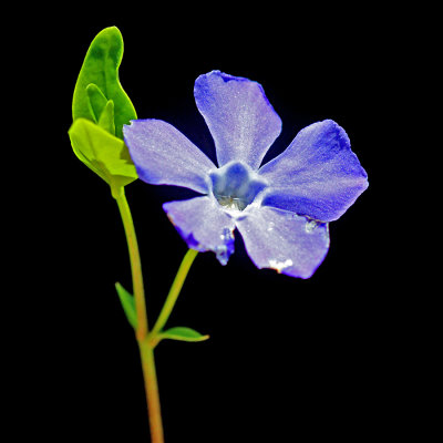 A wild flower seen in the forest in April