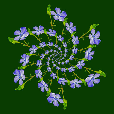 A spiral arrangement created with a wild flower seen in the forest in April