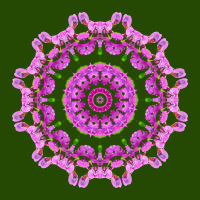 Kaleidoscope created with a wild flower seen in May