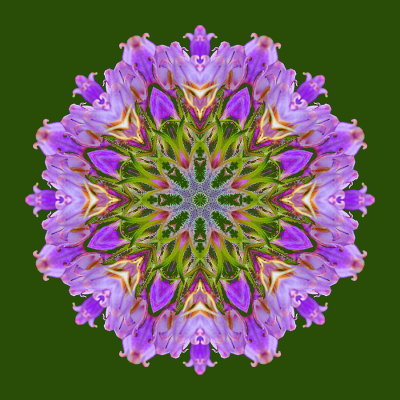 Kaleidoscope created with a wild flower seen in May