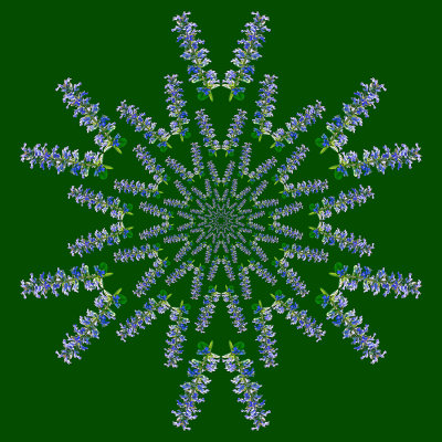 Logarithmic kaleidoscope created with a wild flower seen in the forest in May