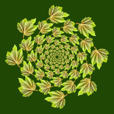 Spiral arrangement created with a leaf seen in the forest in May