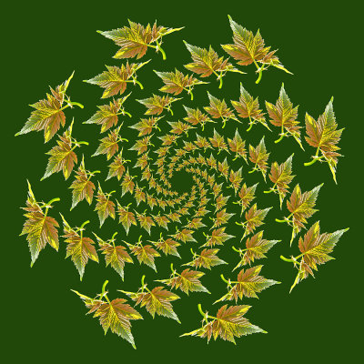 Spiral arrangement created with a leaf seen in the forest in May