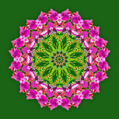 Kaleidoscopic picture created with a wild flower seen in May