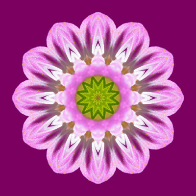 Kaleidoscopic picture created with a wild flower seen in May