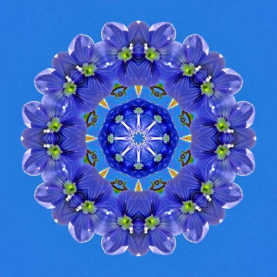 Kaleidoscopic picture created with a wild flower seen in May