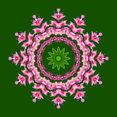 Kaleidoscopic picture created with a wild flower seen in May