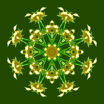 Kaleidoscopic picture created with a wild flower seen in May