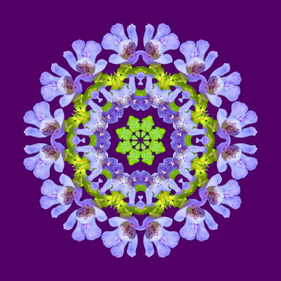 Kaleidoscopic arrangement created with a wild flower seen in May