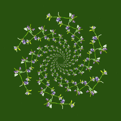 Spiral arrangement created with a wild flower seen in May