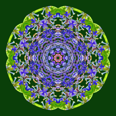 Kaleidoscopic creation with a wild flower seen in May