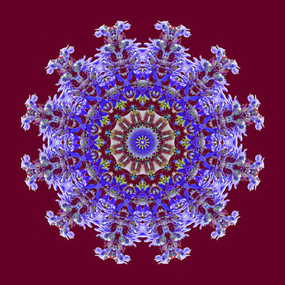 Kaleidoscopic creation with a wild flower seen in May