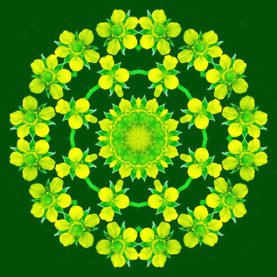 Kaleidoscopic creation done with a wild flower seen in May