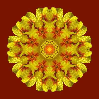 Kaleidoscopic creation done with a wet primula seen in March
