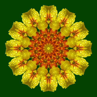 Kaleidoscopic creation done with a wet primula seen in March