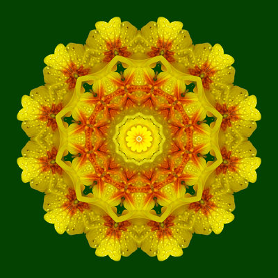 Kaleidoscopic creation done with a wet primula seen in March
