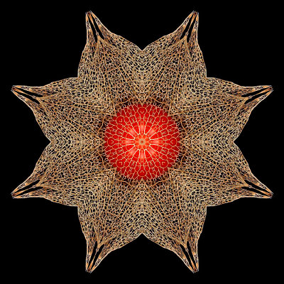Kaleidoscope created with a dry flower