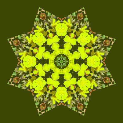 Kaleidoscope created with an alpine wild flower seen in April