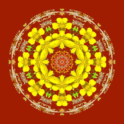 Kaleidoscope created with an alpine wild flower seen in April