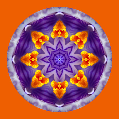 Kaleidoscope created with an alpine wild flower seen in April