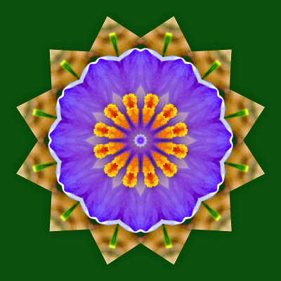 Kaleidoscope created with an alpine wild flower seen in April