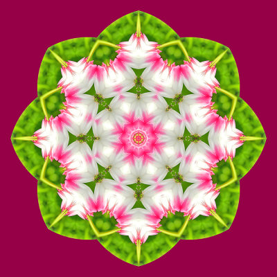 Kaleidoscopic picture created with a flower seen in March