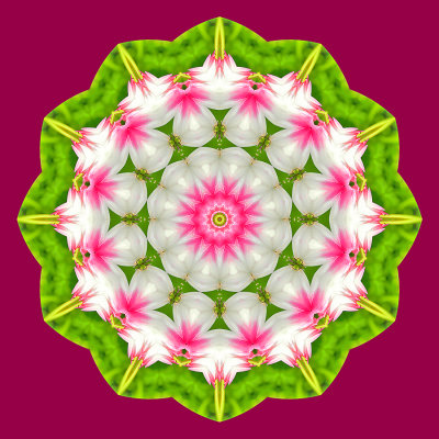 Kaleidoscopic picture created with a flower seen in March