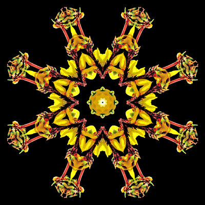 Kaleidoscope created with a branch of a Forsithya bush seen in March