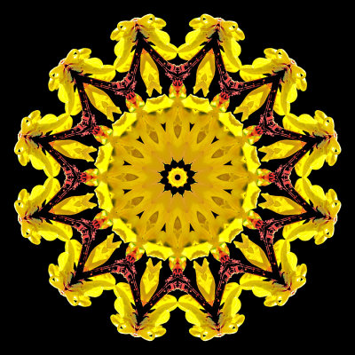 Kaleidoscope created with a branch of a Forsithya bush seen in March