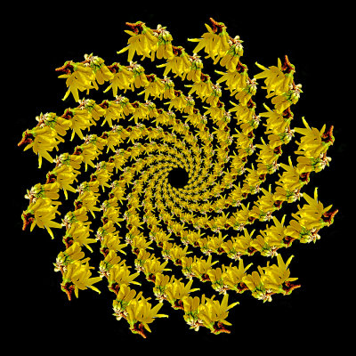 Spiral arrangement with a forsithya bloom. 156 copies of the same element