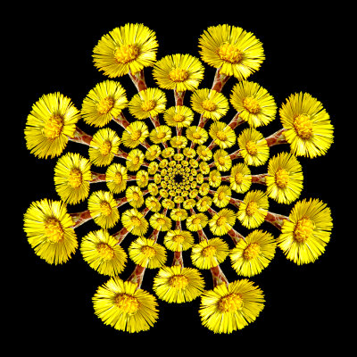Spiral arrangement with a wild flower. Eight arms with 13 flowers in each arm