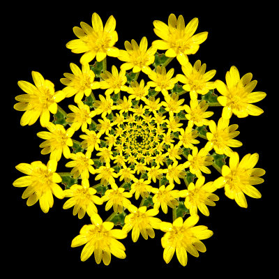 Spiral arrangement with a wild flower. Eight arms with 13 flowers in each arm