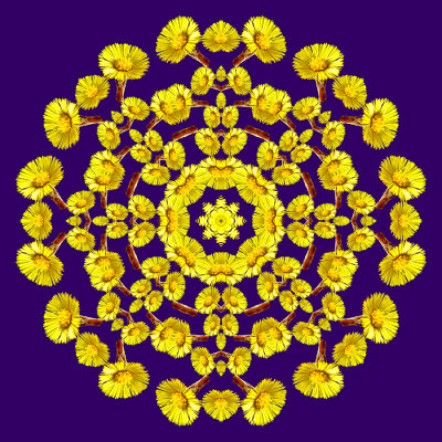 Evolved kaleidoscope created with an early wild spring flower seen in the forest 8th March 2021