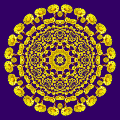 Evolved kaleidoscope created with an early wild spring flower seen in the forest 8th March 2021
