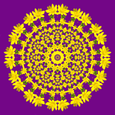 Evolved kaleidoscope created with an early wild spring flower seen in the forest 8th March 2021