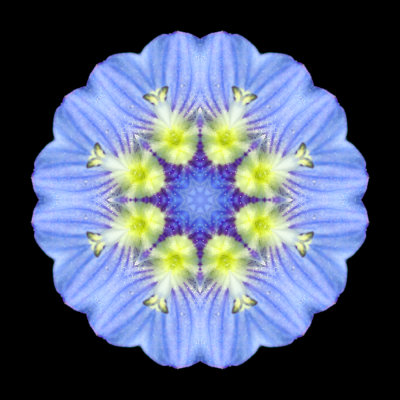 Kaleidoscope created with a small blue wild flower seen 8th March 2021