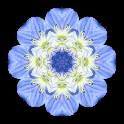 Kaleidoscope created with a small blue wild flower seen 8th March 2021