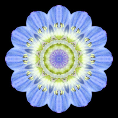 Kaleidoscope created with a small blue wild flower seen 8th March 2021