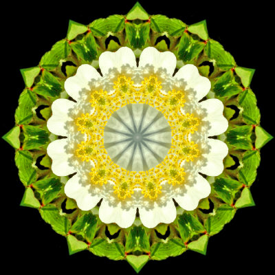 Kaleidoscope created with a small wild flower seen in the forest in March