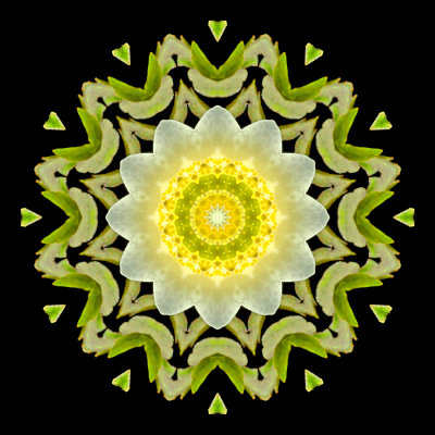 Kaleidoscope created with a small wild flower seen in the forest in March