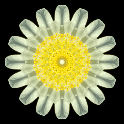 Kaleidoscope created with a small wild flower seen in the forest in March
