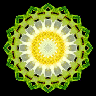 Kaleidoscope created with a small wild flower seen in the forest in March