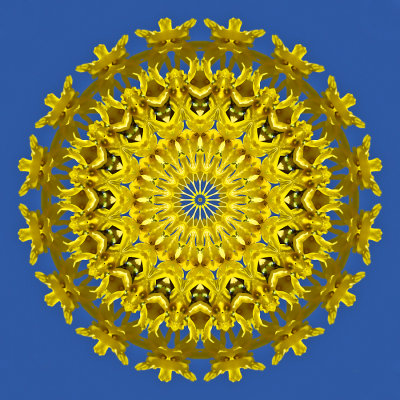 Kaleidoscope created with a picture of a forsithya in my backyard with the background of the blue sky in March