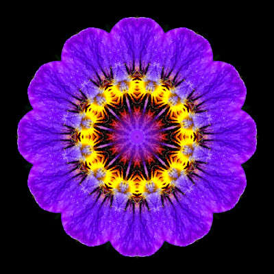 A kaleidoscopic picture created with a small wild flower seen in the grass in March