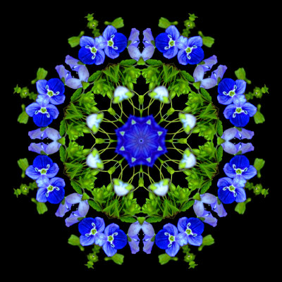 Kaleidoscope created with a small blue wild flower seen in March