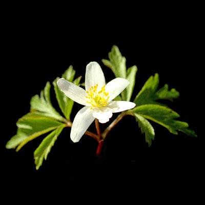 Wild flower seen in the forest 25th March